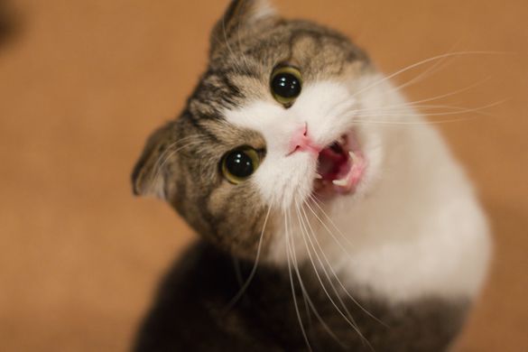 miagolio gatto scaricare
